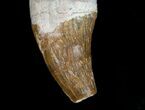 Large Basilosaur (Zygorhiza) Tooth - Primitive Whale #11428-4